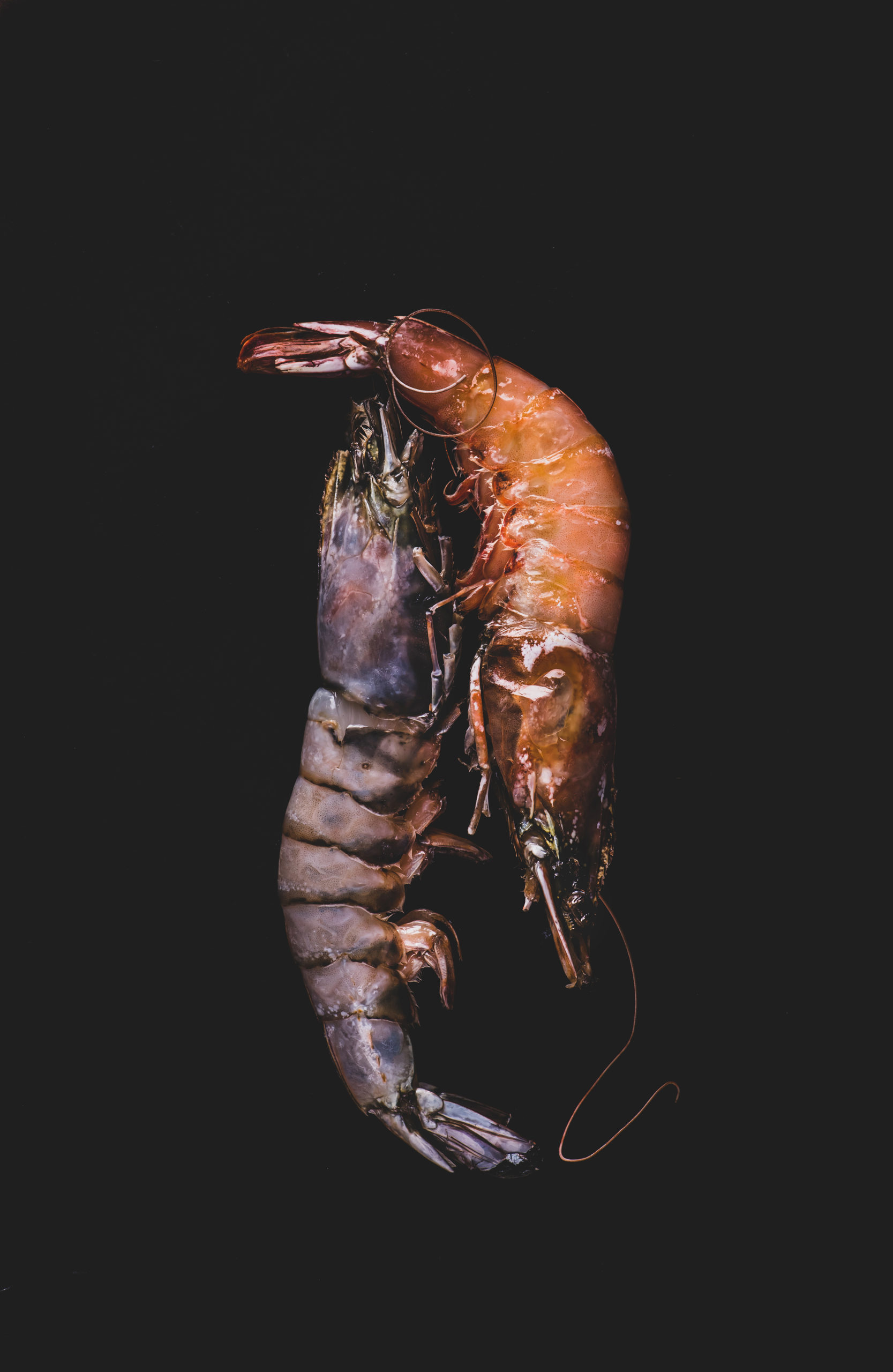 two prawns side by side on a dark background