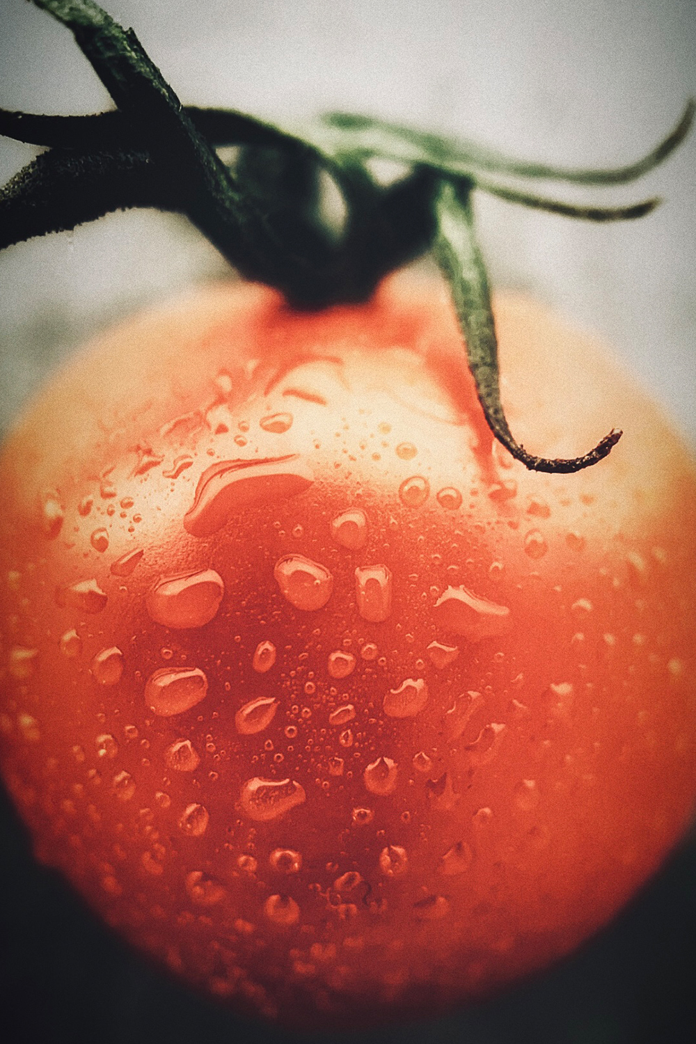 up close image of a tomato