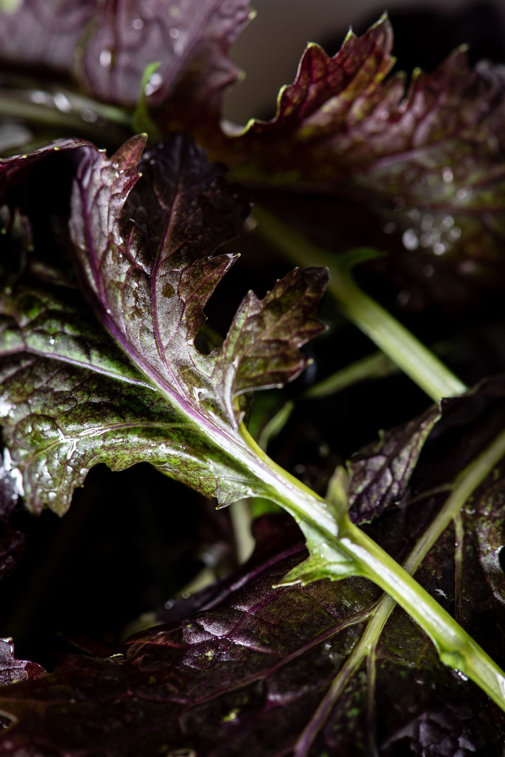 lighting for food photography and videography
